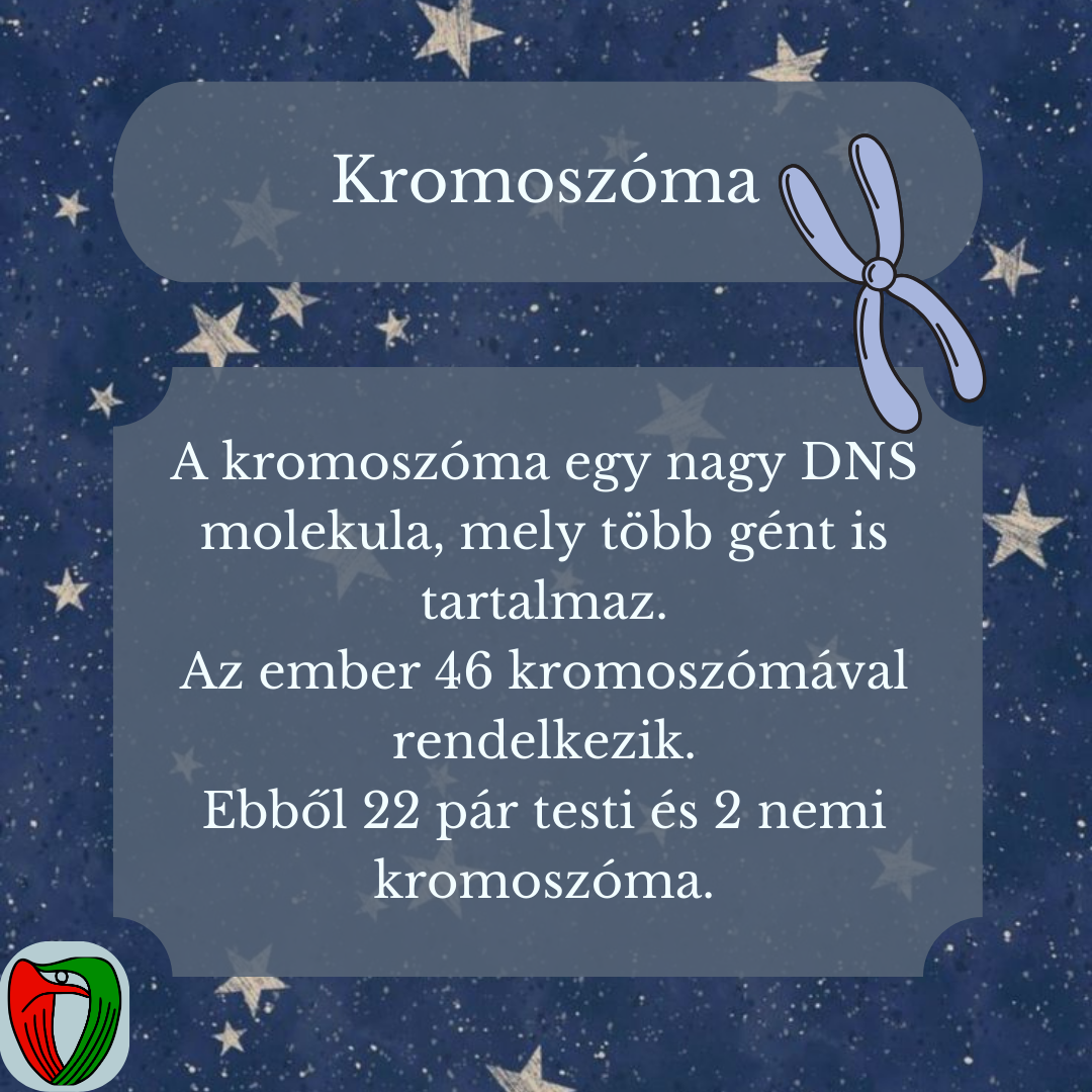 A kromosz�ma egy olyan, hossz� DNS molekula, amelyen nagyon sok g�n tal�lhat�.
Az emberi kromosz�ma k�szlet 46 kromosz�m�b�l �ll, ebb�l 22 p�r testi �s 2 db nemi kromosz�ma.