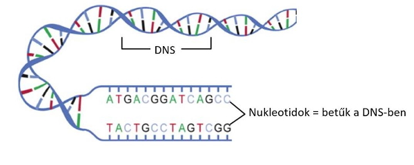 DNS, nukleotidok, gn